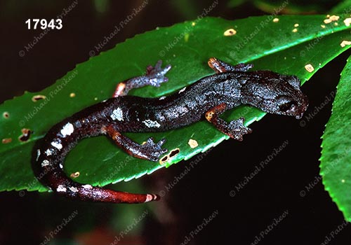Pseudoeurycea-Aquiloeurycea sp.(Queretaro)